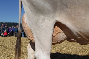 150929ViehschauEinsiedeln 054